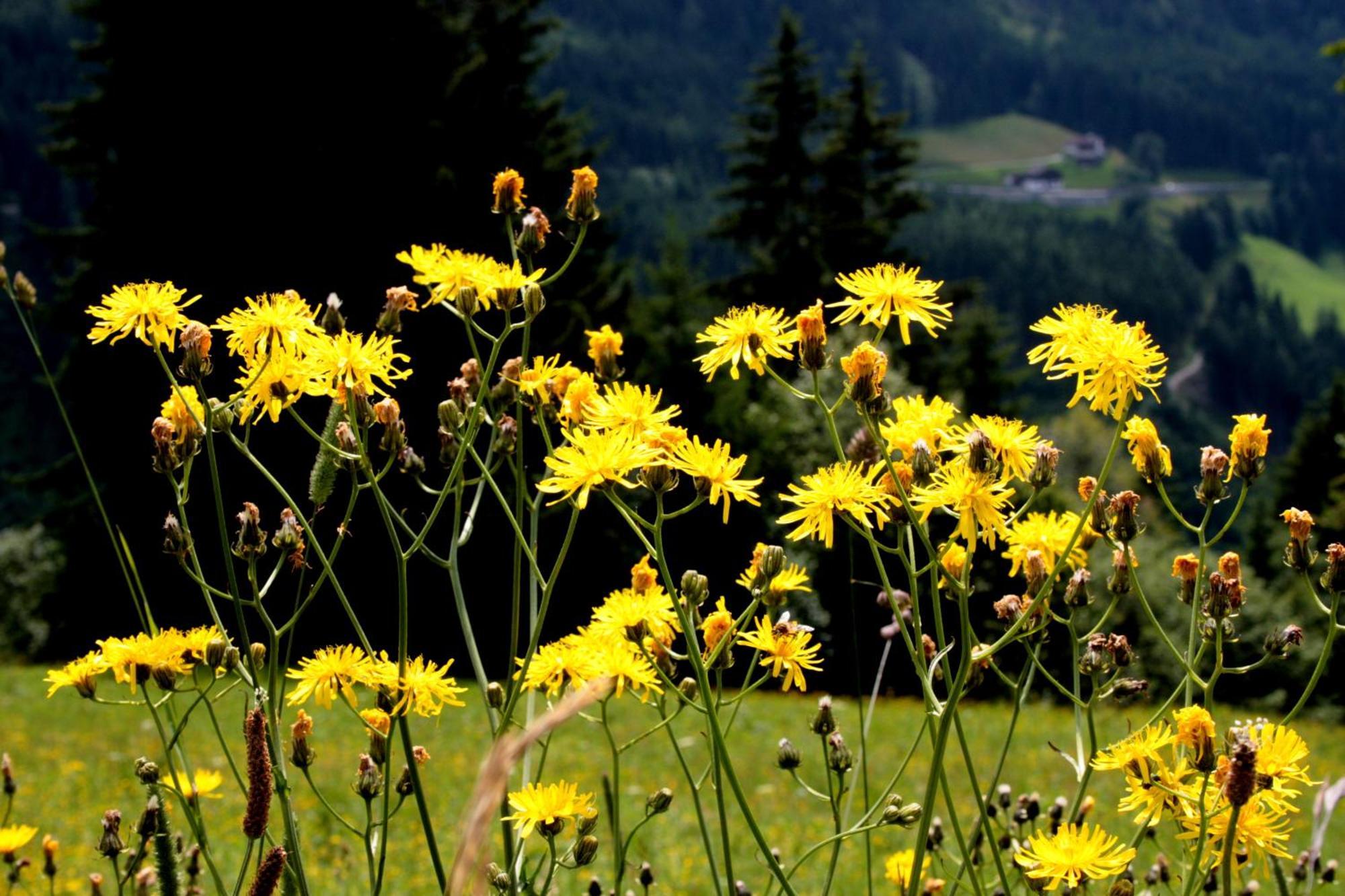 Hanserhof Zell am Ziller Buitenkant foto